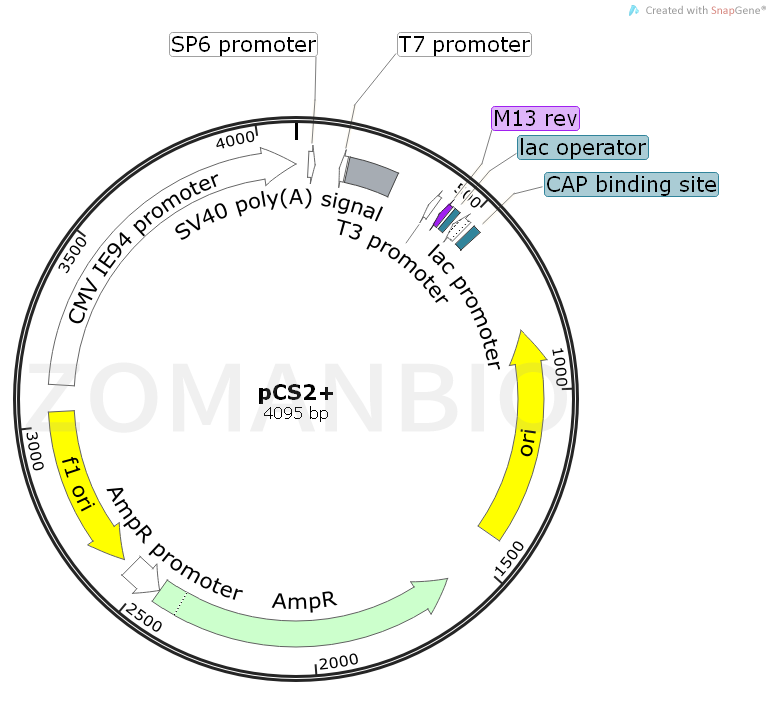 ZK1089pCS2+.png