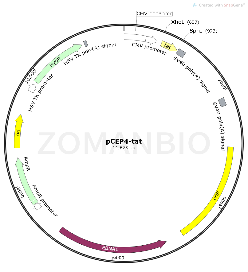 ZK1780 pCEP4-tat.png