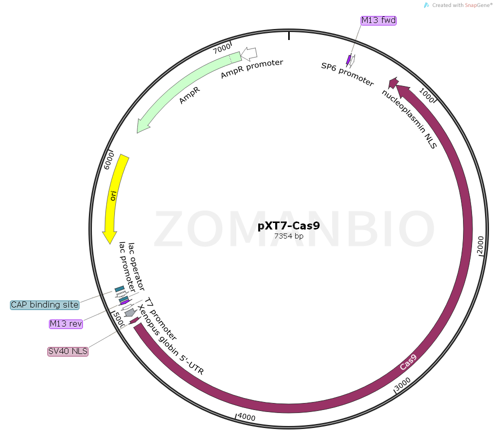 ZK1867 pXT7-Cas9.png